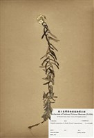 藏品(玉山抱莖籟蕭)的圖片